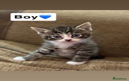 Mixed Breed cats for sale: Kittens for sale  - Advert 4