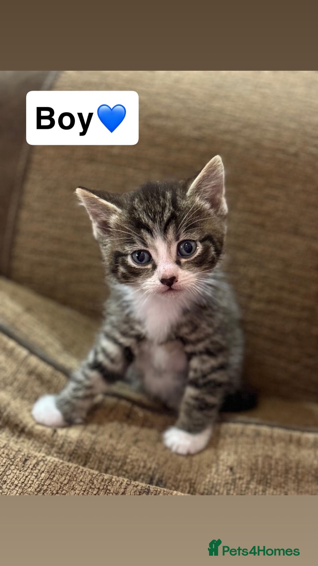 Mixed Breed cats for sale: Kittens for sale  - Advert 4