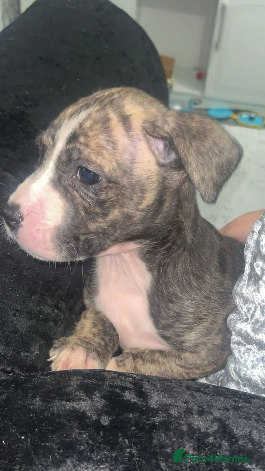 Mixed Breed dogs for sale:  Chunky Staffy x Cane Corso Puppies  - Advert 6