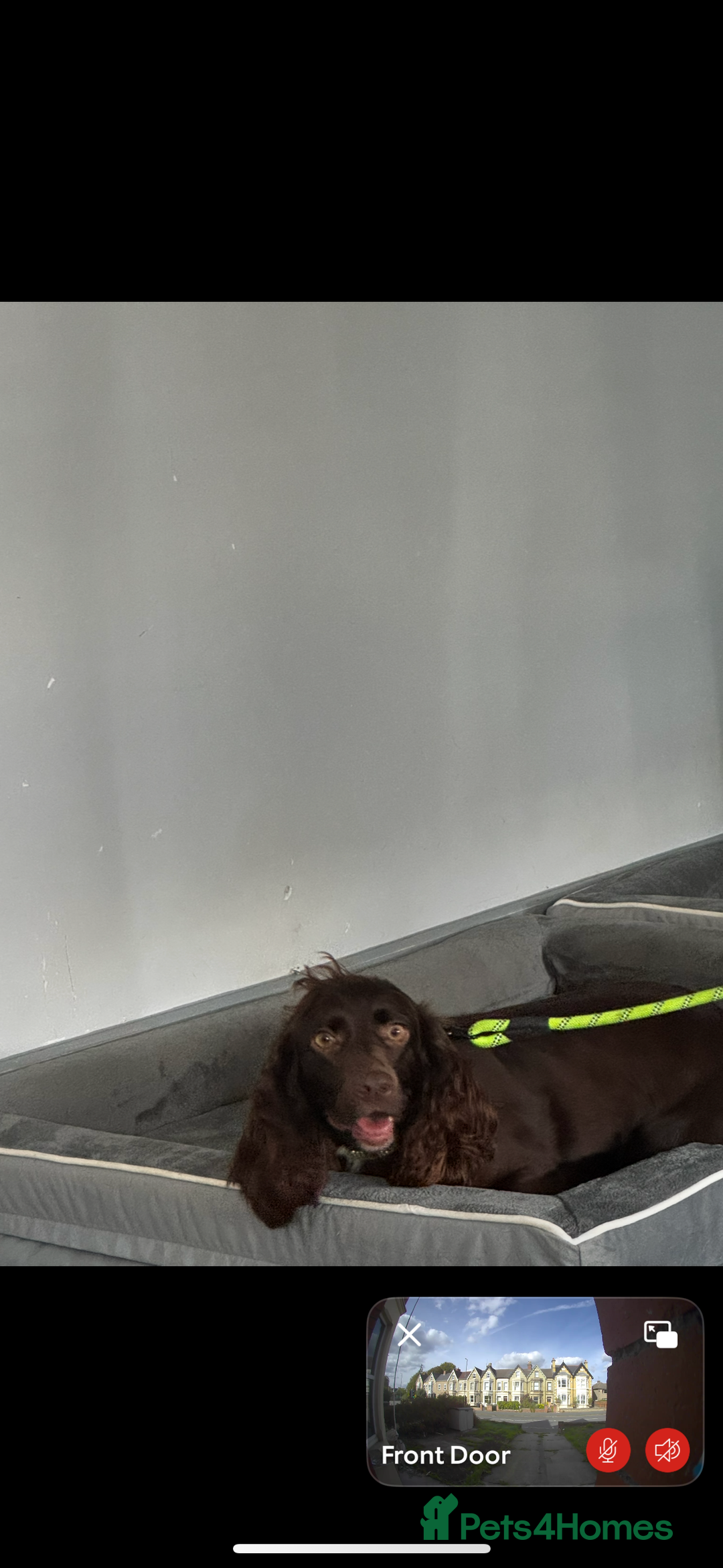 Cocker Spaniel dogs for sale: Loving 4 year old spaniel - Image 2