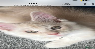 Maine Coon cats - Advert 12