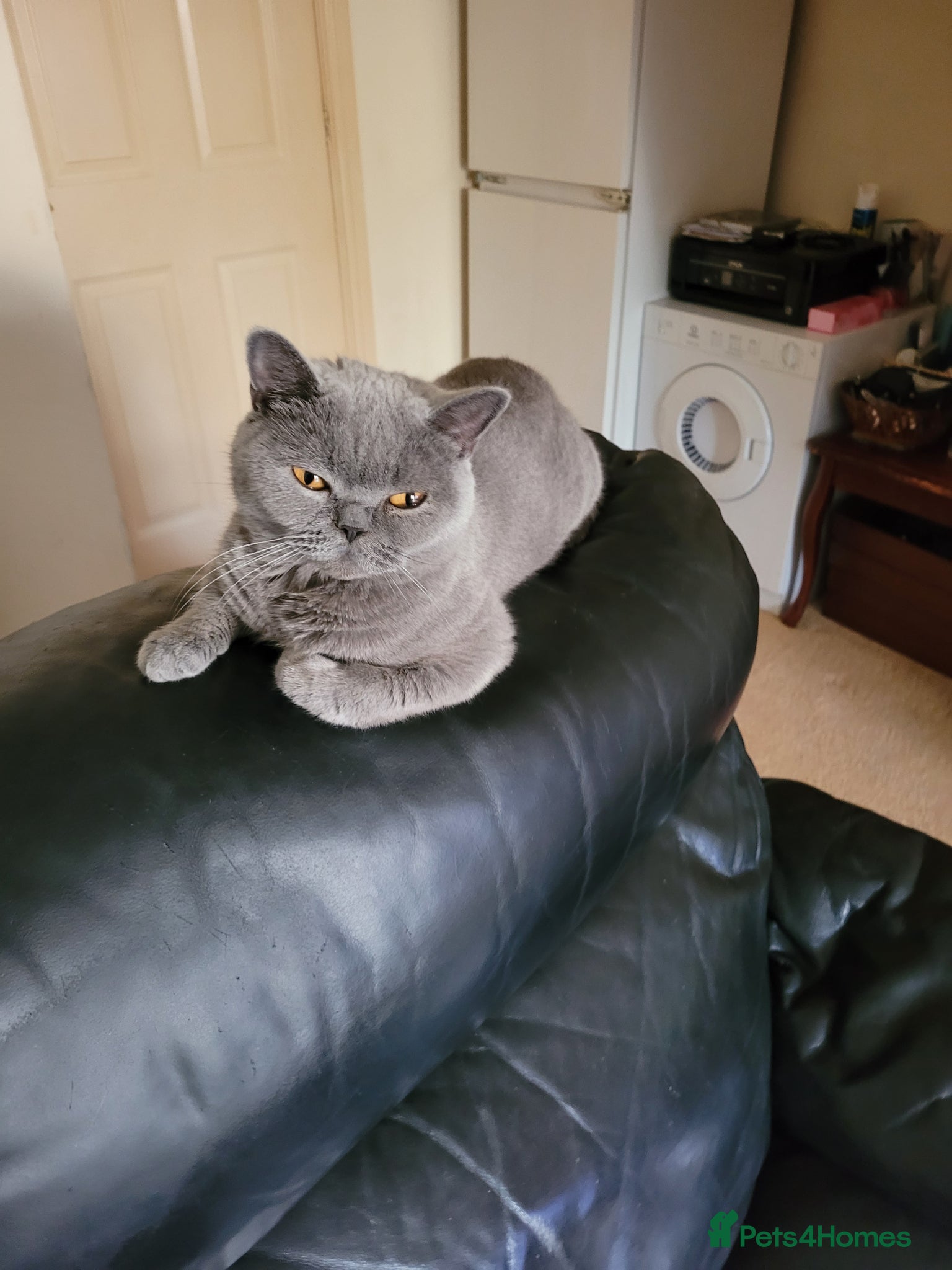 British Shorthair cats British Shorthair Girl  - Advert 1