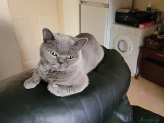 British Shorthair cats British Shorthair Girl - Advert 1