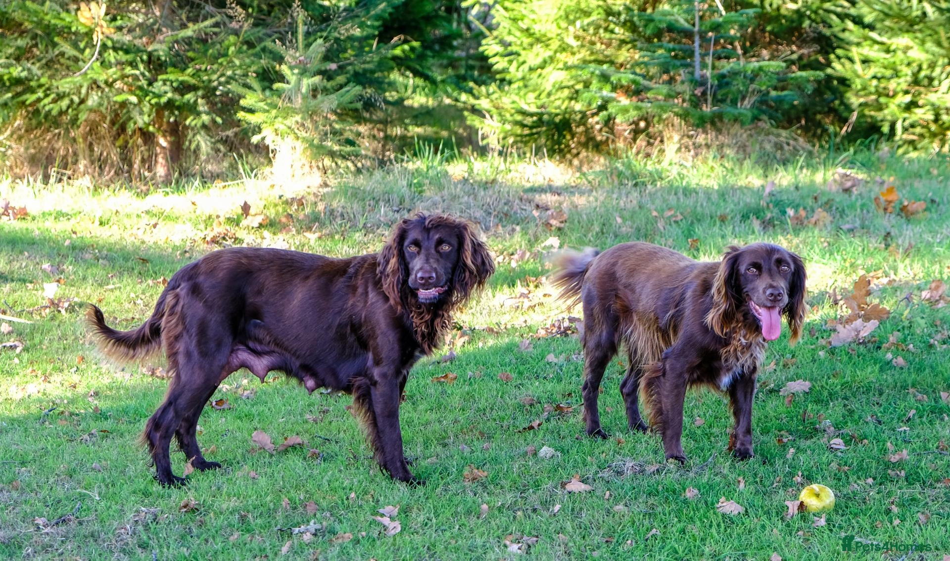Sprocker dogs Gorgeous Sprocker Spaniel Puppies - Advert 2