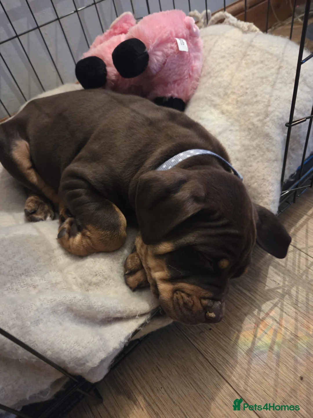 Mixed Breed dogs for sale: Bulldog Doberman cross - Advert 3