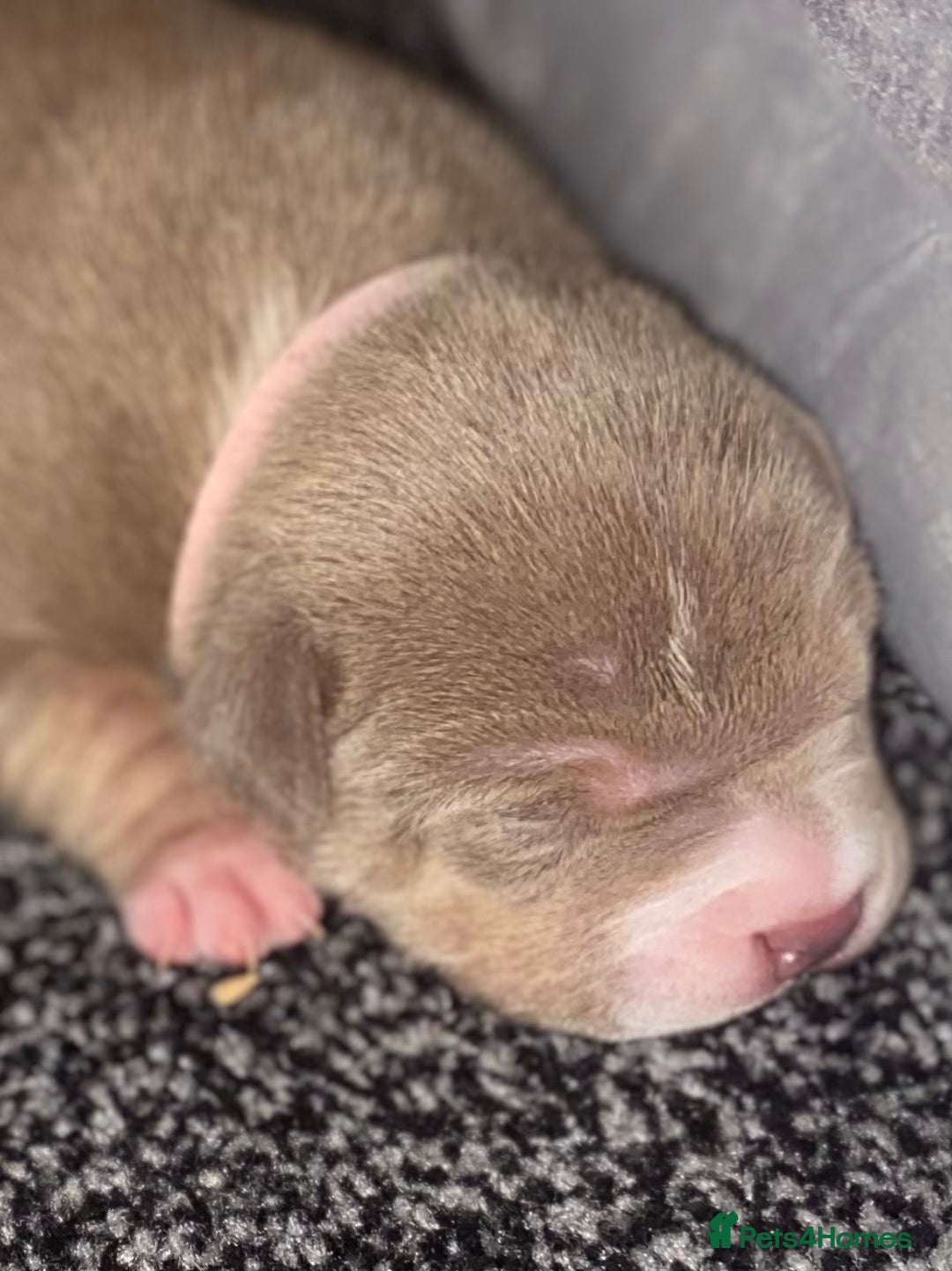 American Bully dogs for sale: American bully  - Advert 4