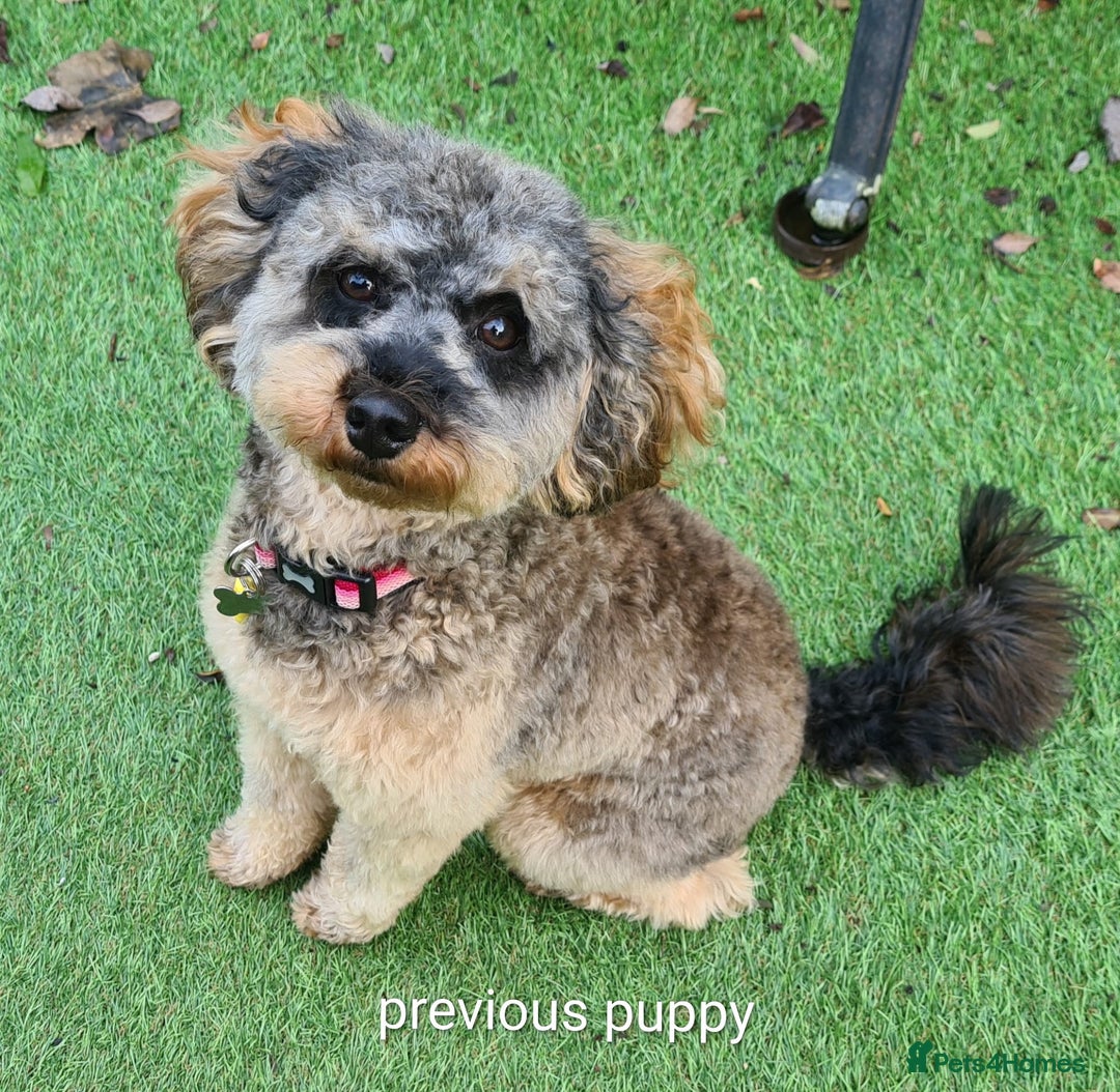 Cockapoo dogs for sale: Miniature Cockapoo Puppies  - Advert 8