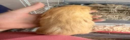 Guinea Pig rodents for sale: 16 baby guinea pigs - Advert 14