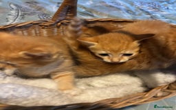 Siberian cats for sale: Ginger Siberian cross  - Image 5