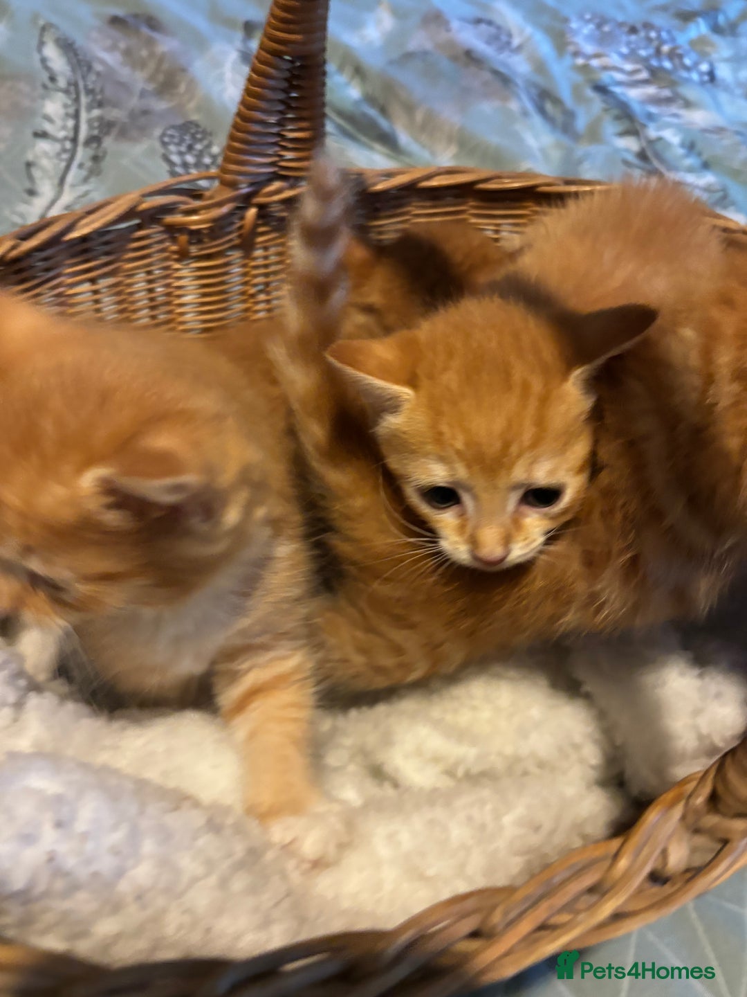Siberian cats for sale: Ginger Siberian cross  - Image 5