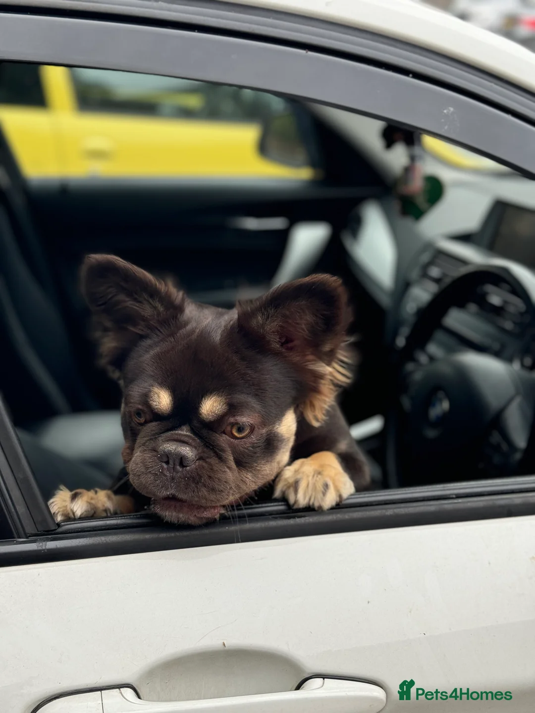 French Bulldog dogs for sale: Looking for a loving family in Bath - Advert 2