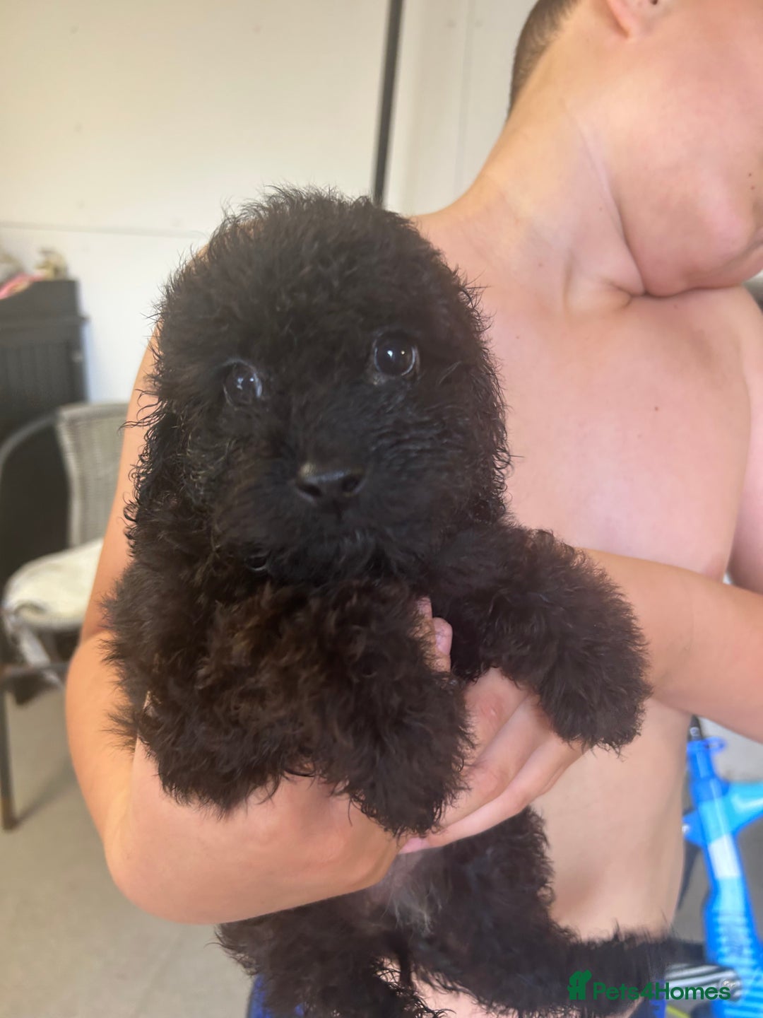 Cockapoo dogs for sale: Cockapoo puppy's  - Image 2