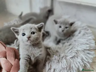 Russian Blue cats Stunning Full Pedigree Russian Blue - Advert 1