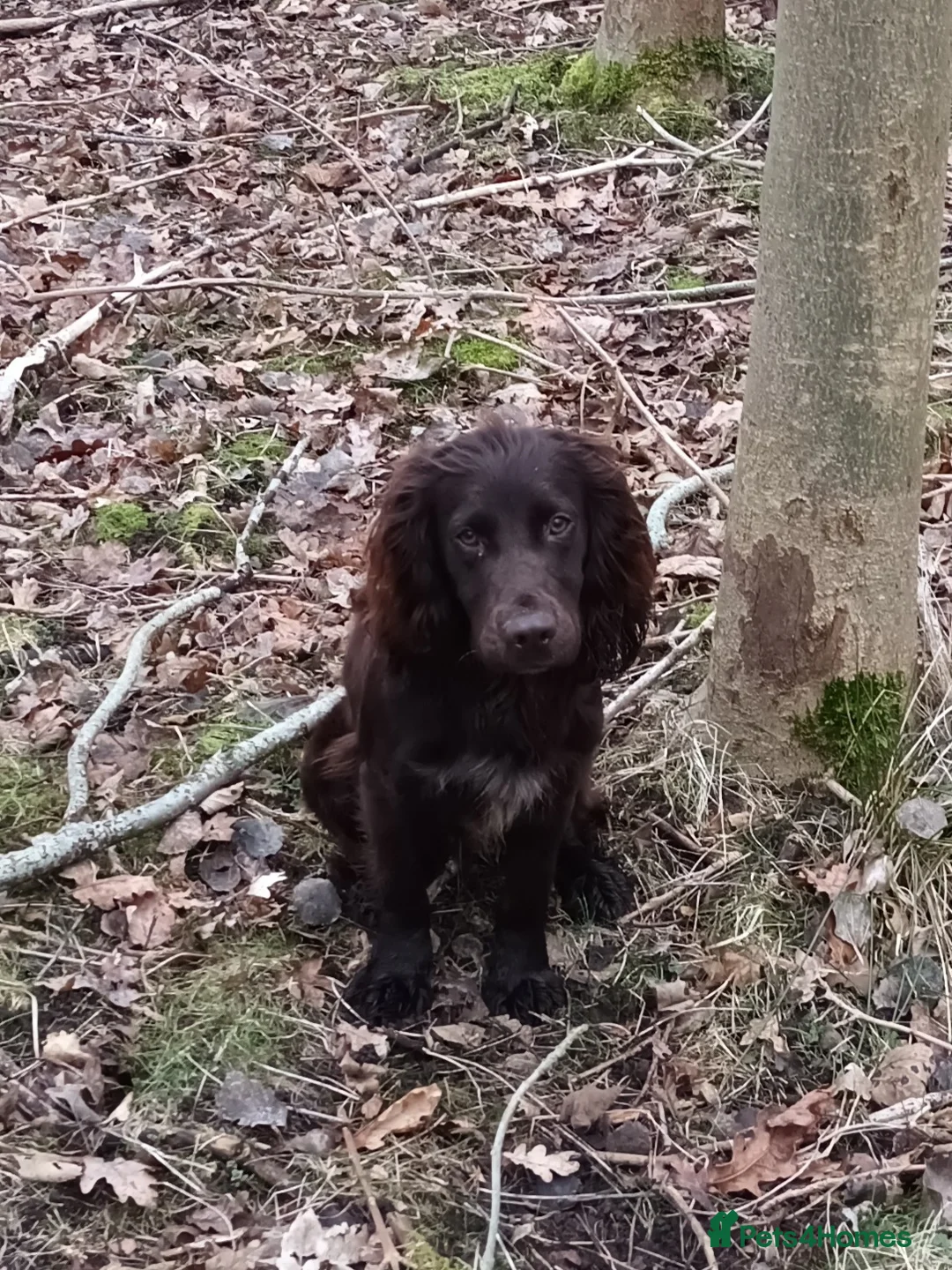 Cocker Spaniel dogs for stud: Working Cocker Spaniel  in Hexham - Advert 2