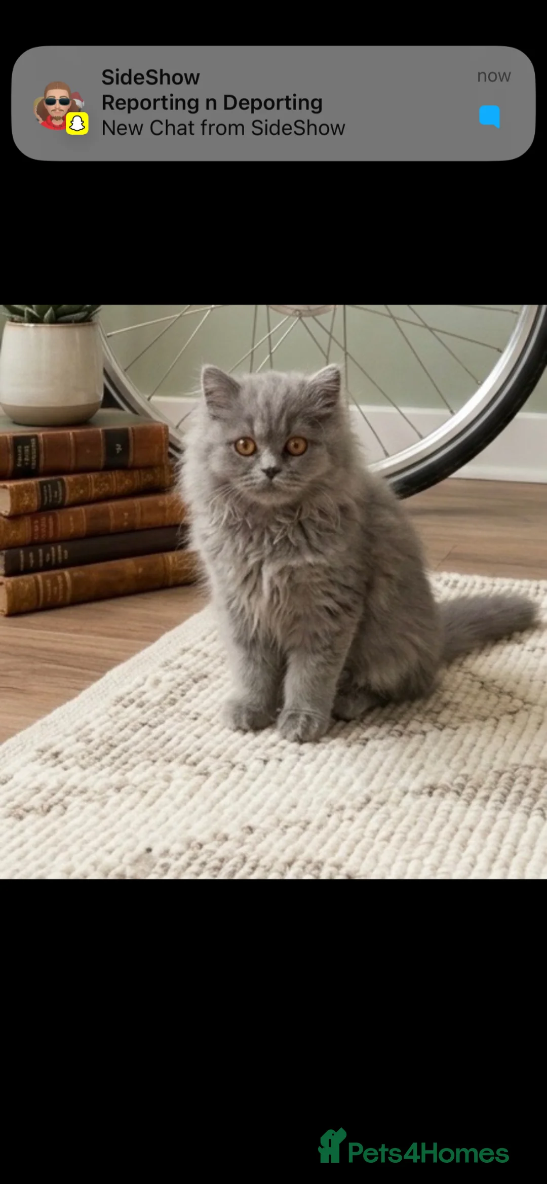 British Longhair cats for sale: 2 female British longhair cats , one male bsh in Manchester - Advert 2