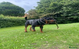 Rottweiler dogs for sale: Bear the Rottweiler  - Image 4