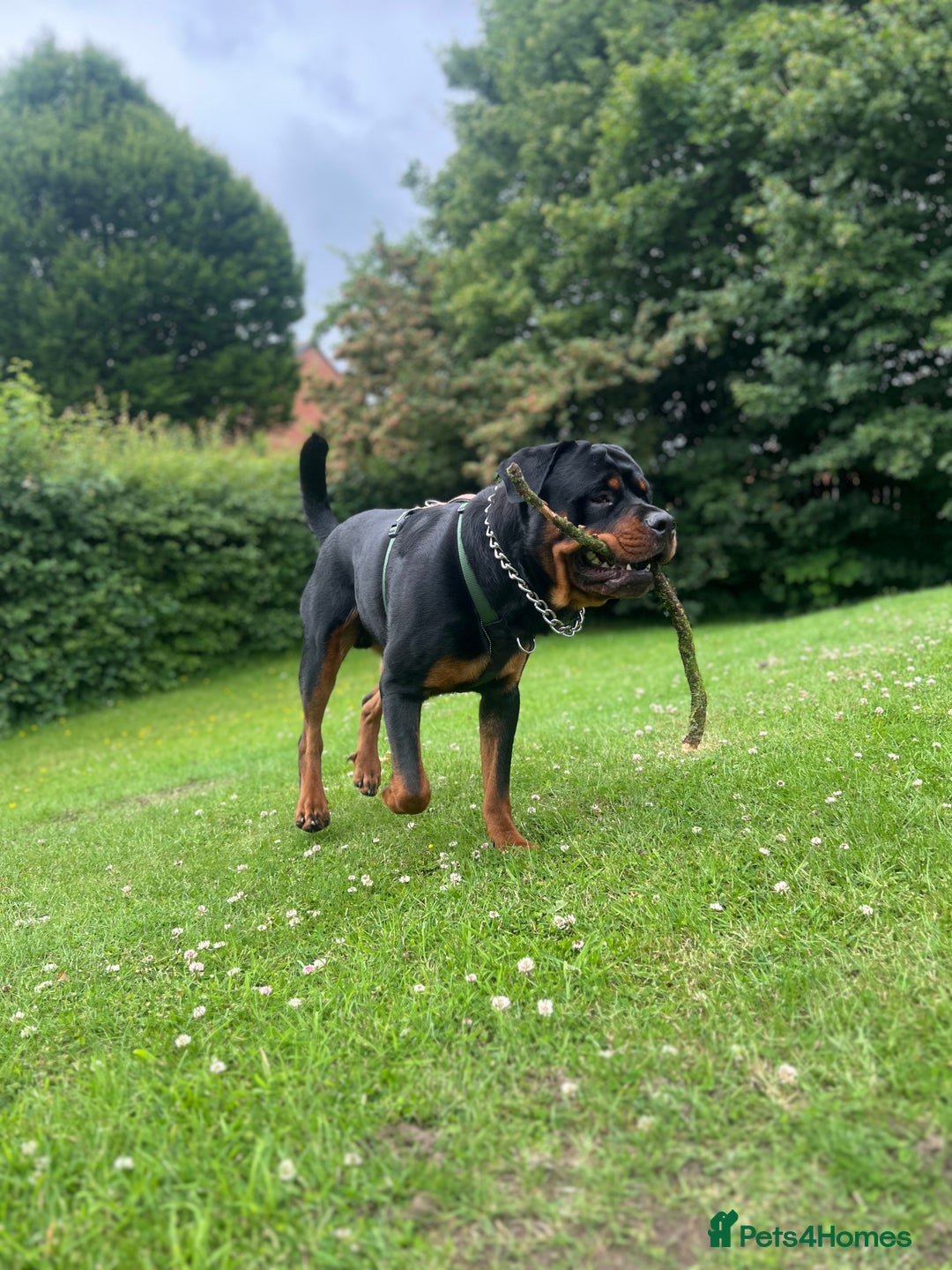 Rottweiler dogs for sale: Bear the Rottweiler  - Image 4