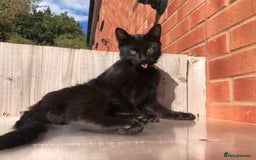 Mixed Breed cats for sale: Beautiful Female Cat - Image 5