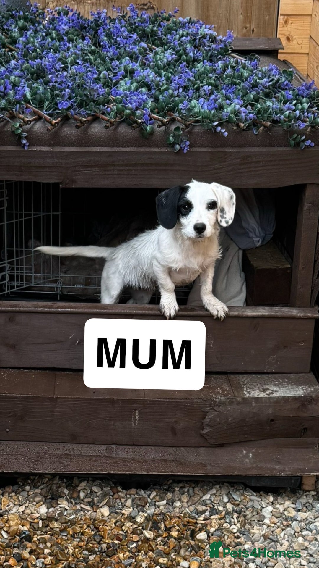Mixed Breed dogs for sale: Jack Russell X Pomeranian Puppy’s for sale   - Image 9