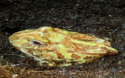 Frog reptiles for sale: Pac-Man frog (Apricot African horned frog) - Image 1