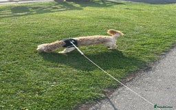 Cockapoo dogs for adoption: 💙🐶 BOBBY 🐶💙 - Advert 5