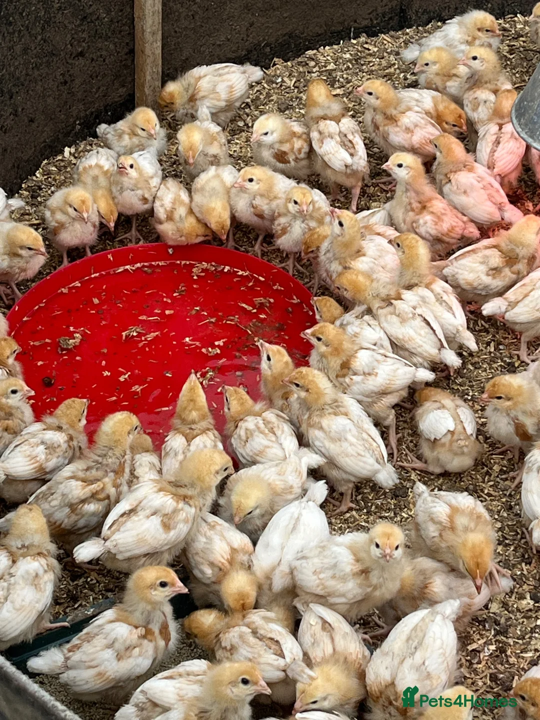 Chickens poultry for sale: Young chick - Advert 1