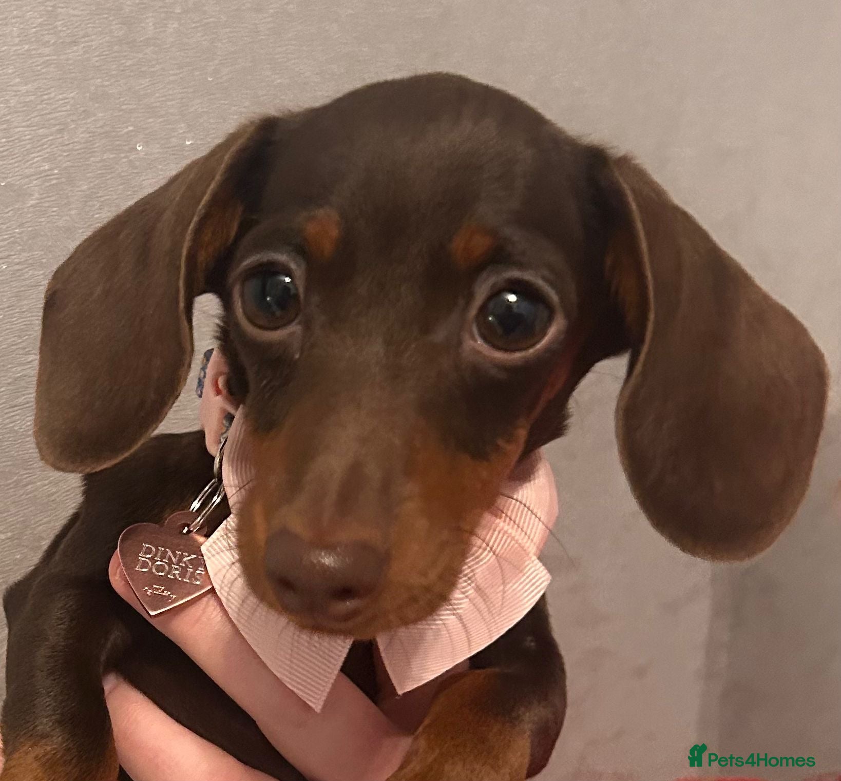 Miniature Dachshund dogs Miniature Tiny Chocolate Girl Dachshund  - Advert 1