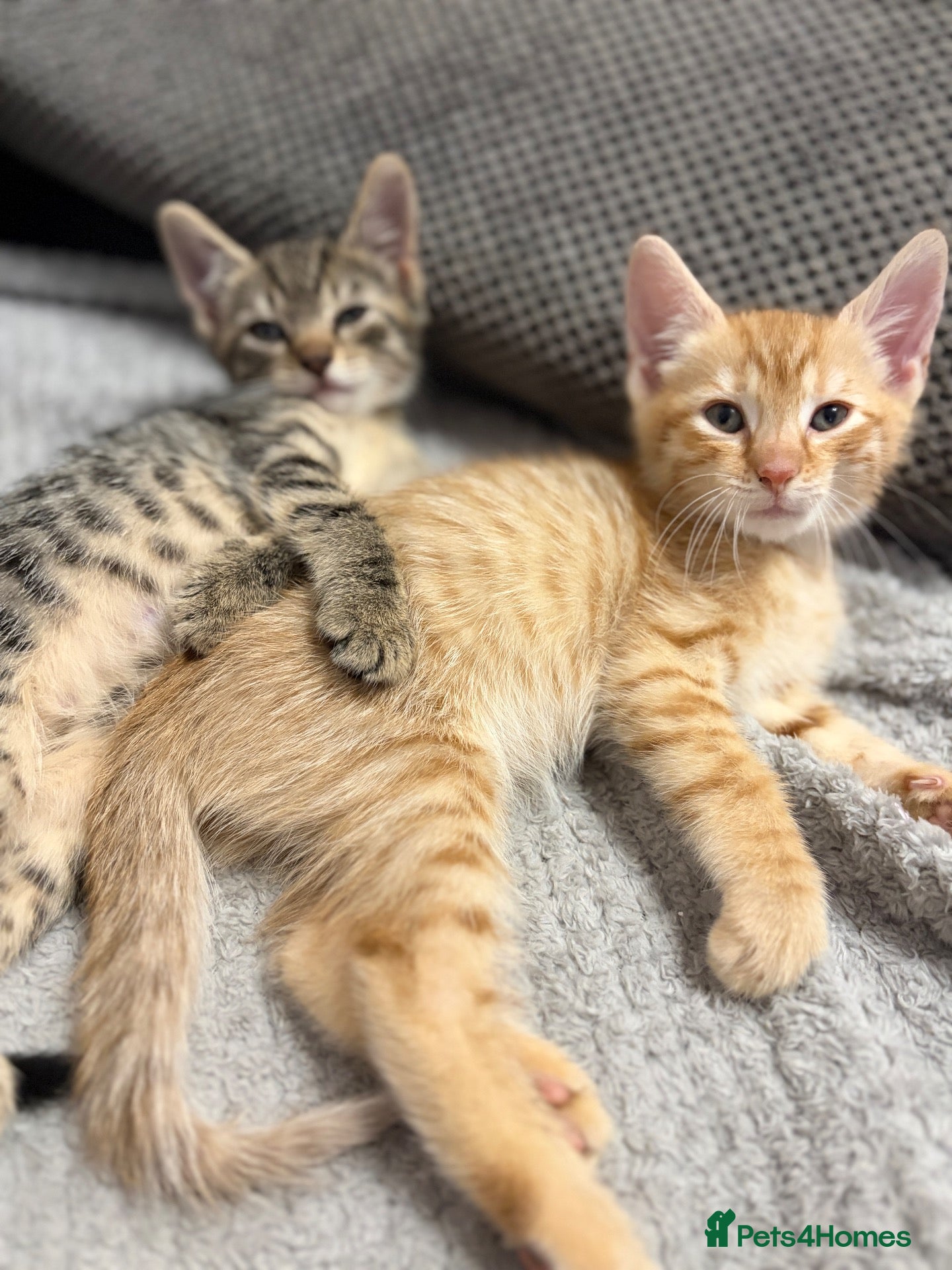 Mixed Breed cats Kittens looking for a lovely family  - Advert 2