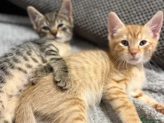 Mixed Breed cats Kittens looking for a lovely family - Advert 2