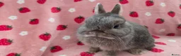Netherland Dwarf rabbits for sale: Very tame ☆ Blue Otter Netherland Dwarf 💗Doe💗 - Advert 6