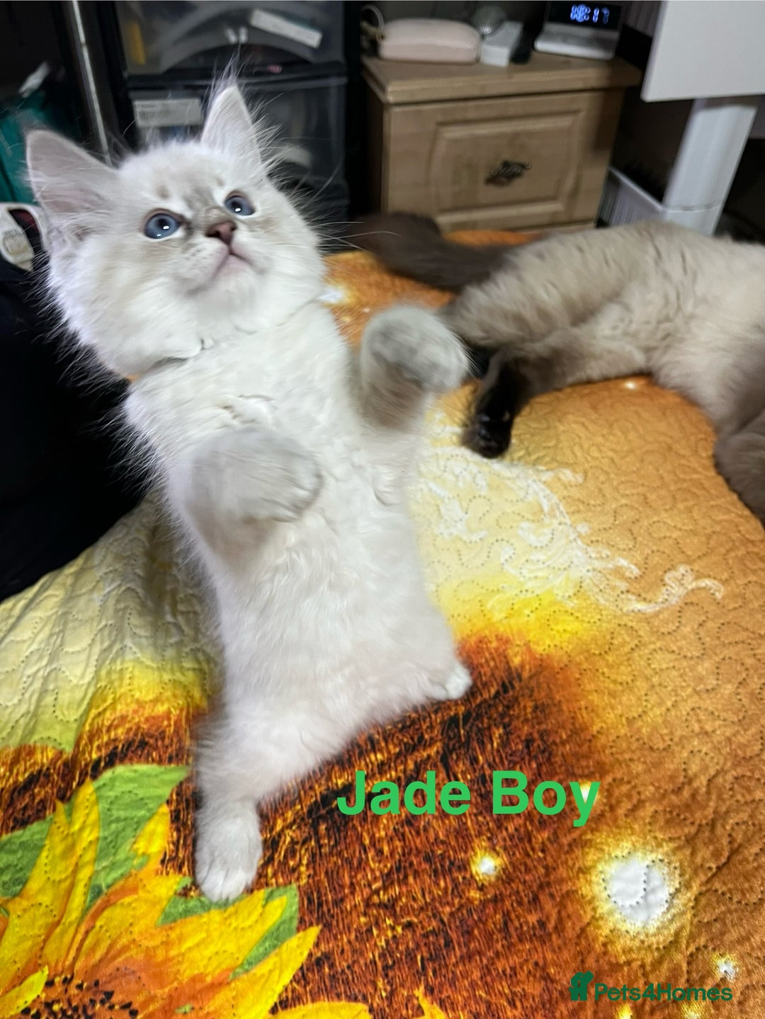 Ragdoll cats for sale: ❗️❤️5 Incredibly Beautiful Ragdoll Kittens❤️🐈  - Image 29