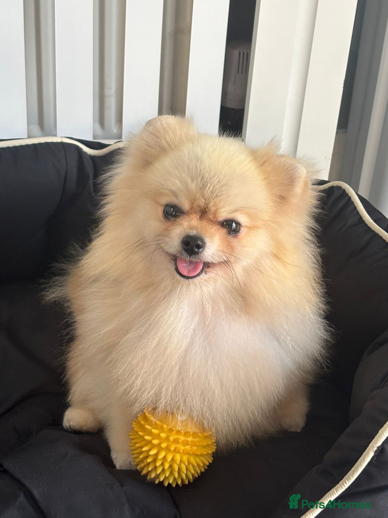 Pomeranian dogs Stunning Cream Girl for sale - Advert 1