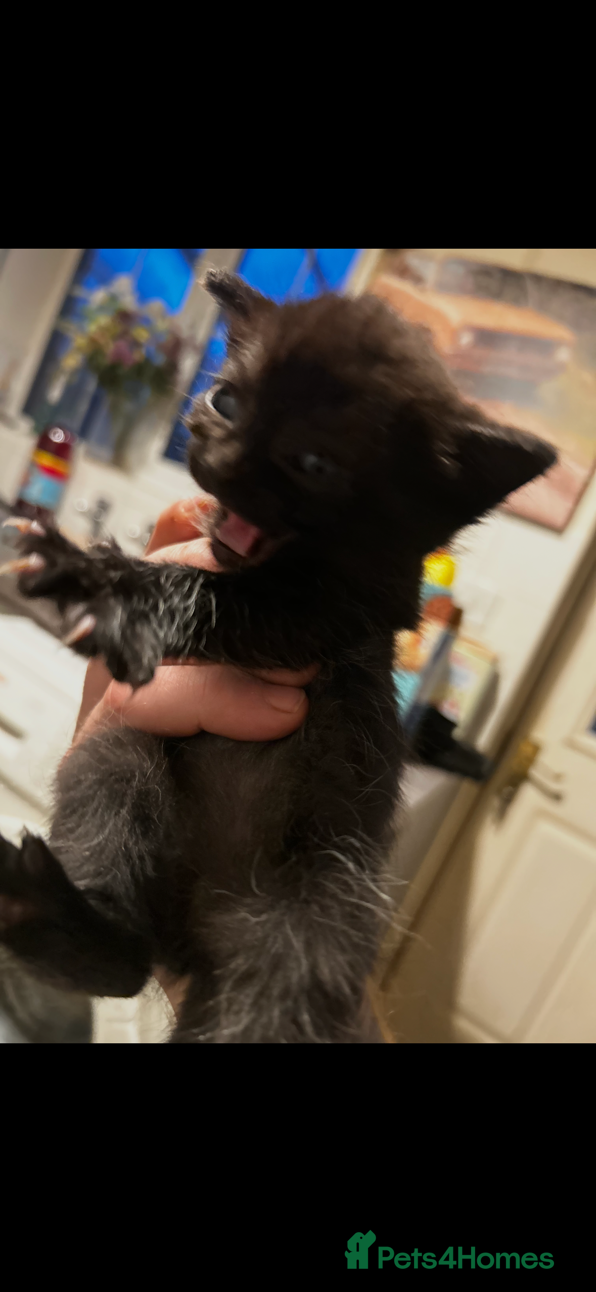 Mixed Breed cats 3 black kittens for sale  - Advert 1