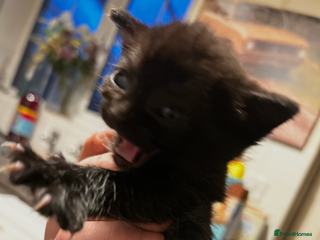 Mixed Breed cats 3 black kittens for sale - Advert 1