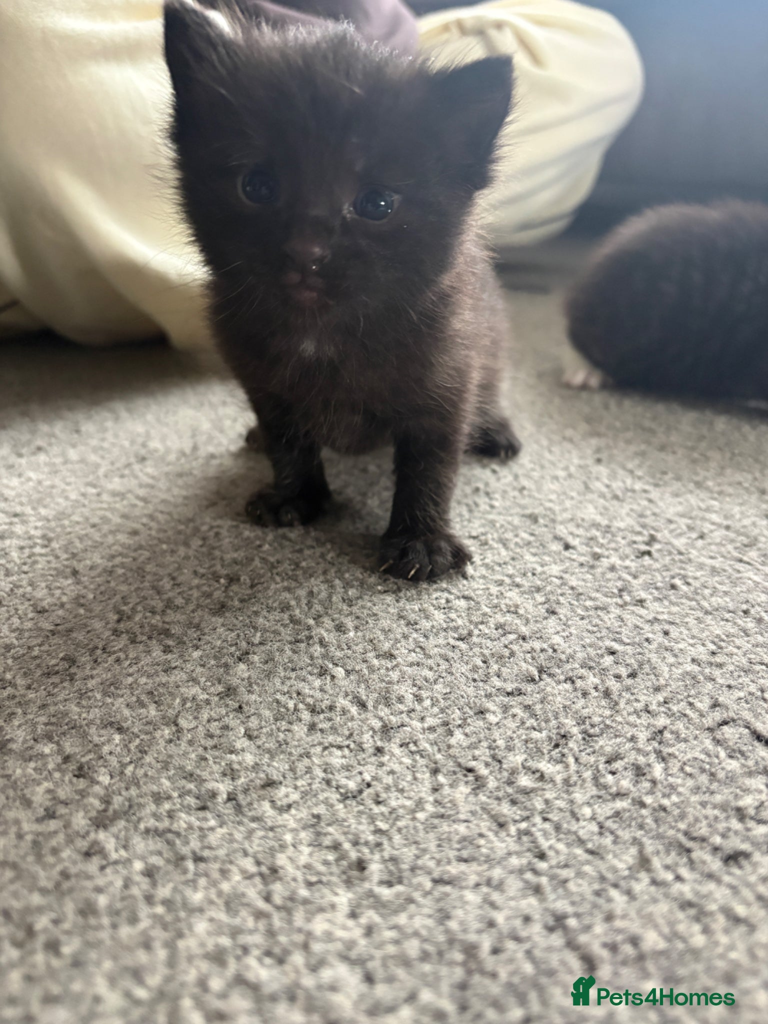 Mixed Breed cats for sale: Black Kitten for sale  in Eastleigh - Advert 3
