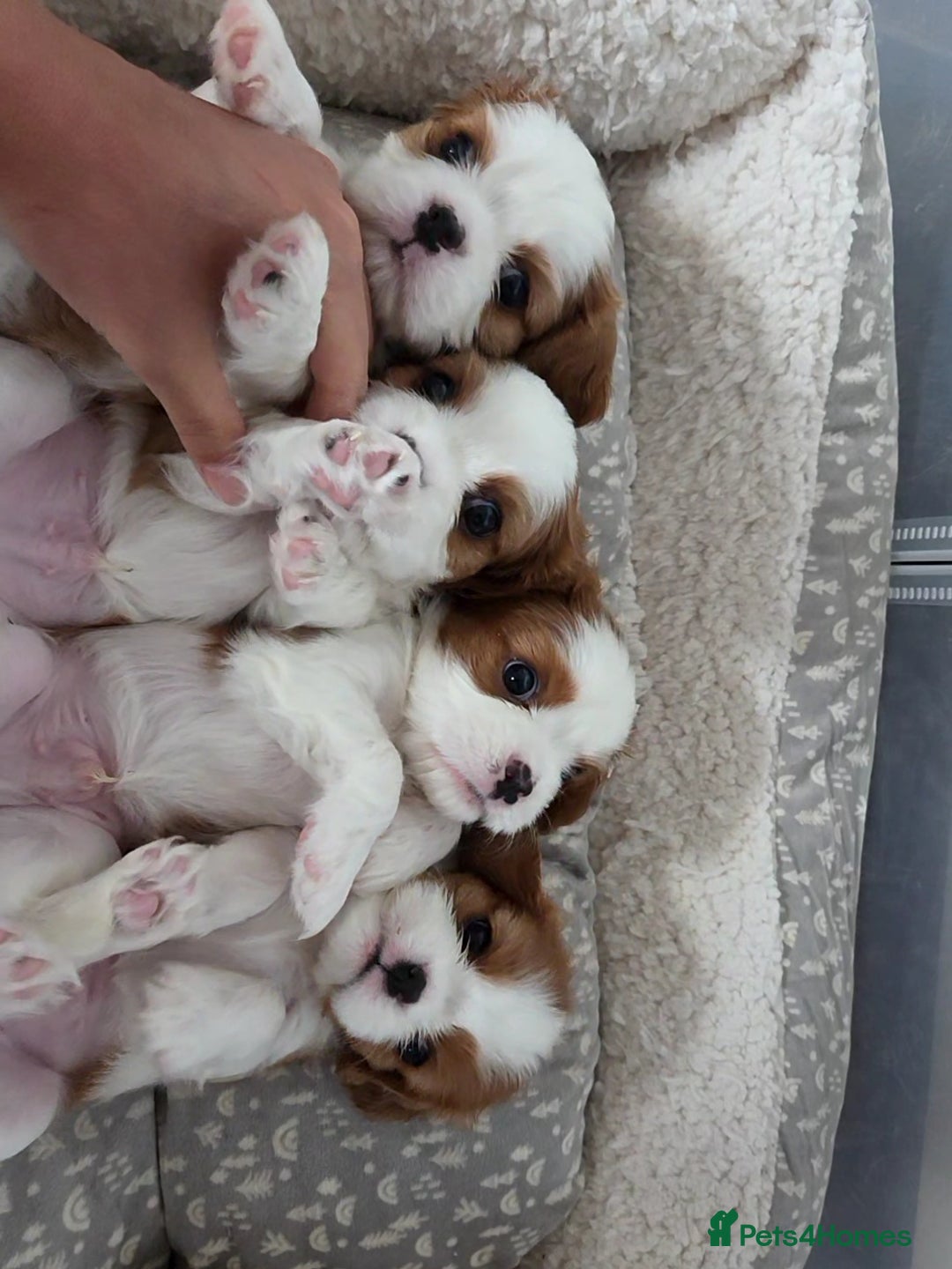 Cavalier King Charles Spaniel dogs for sale: Cavalier King Charles Spaniel 3 x puppies - Advert 19