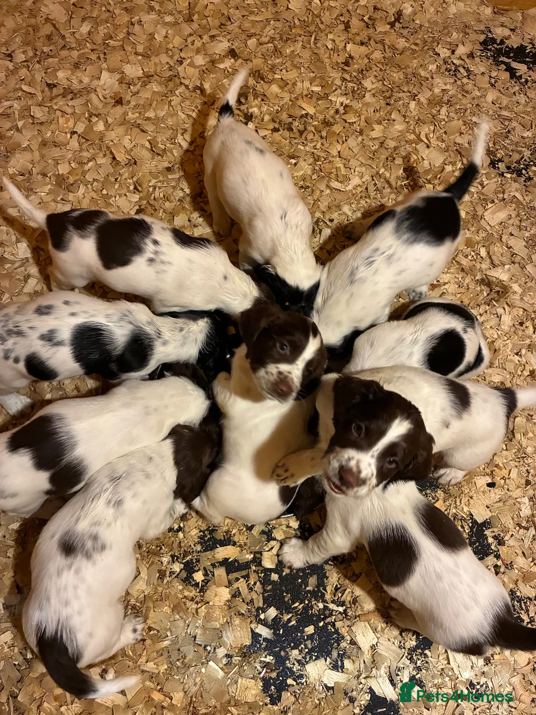 English Springer Spaniel dogs for sale: Chunky English Springer Spaniel Pups  - Advert 18