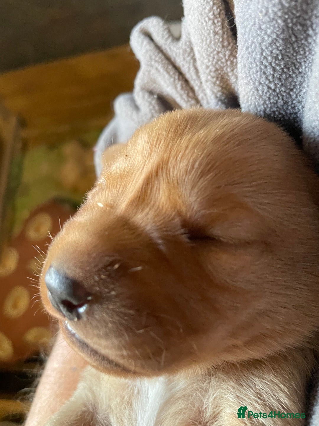 Labrador Retriever dogs for sale: KC Labrador pups ready 5th Jan 26 - Advert 18