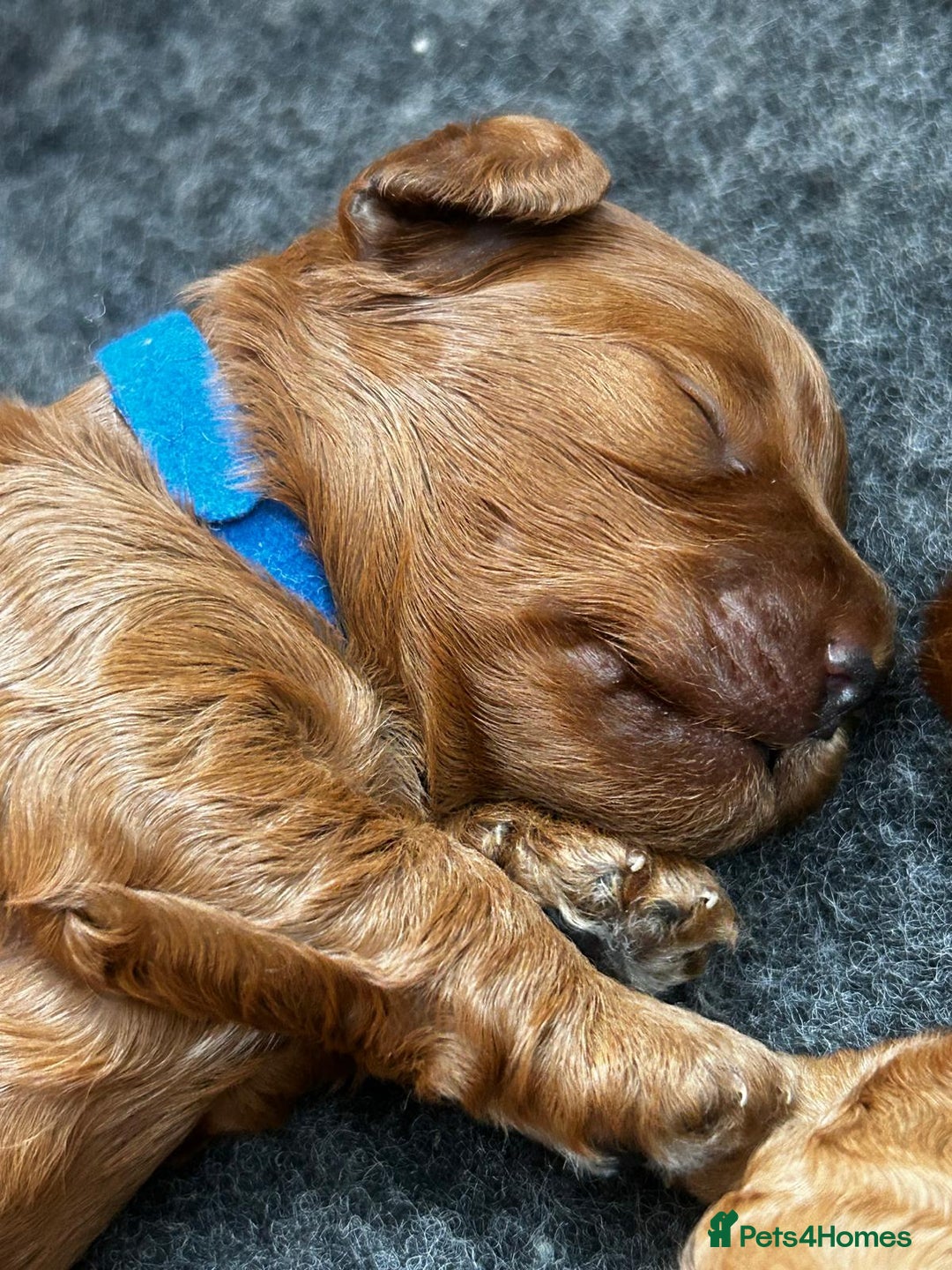 Cavapoo dogs for sale: Cavapoo pup for sale - Image 5