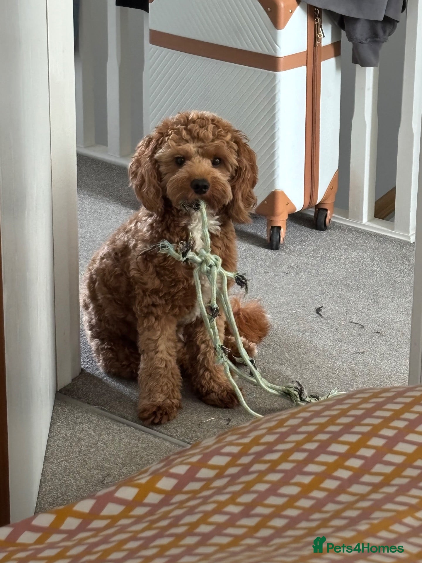 Cavapoo dogs Arnie 🐶 A Little Bundle of Energy  - Advert 3