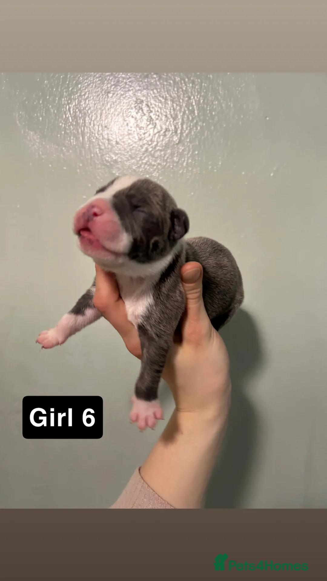 Staffordshire Bull Terrier dogs for sale: Staffordshire bull terrier puppies  - Advert 12