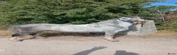 Welsh Section A horses for sale: Welsh section A gelding  - Advert 2