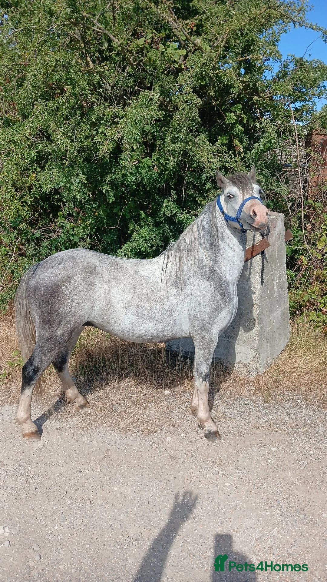 Welsh Section A horses for sale: Welsh section A gelding  - Advert 2