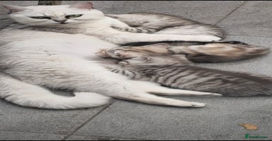 British Shorthair cats - Advert 1