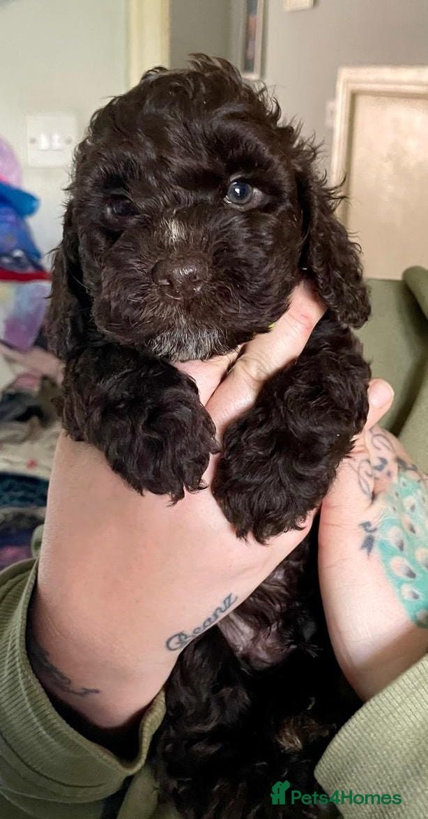 Cockapoo dogs BEAUTIFUL LITTER OF HEALTH TESTED COCKAPOOS 🩷 - Advert 4