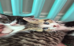 Mixed Breed cats for sale: British short hair cross  - Image 4