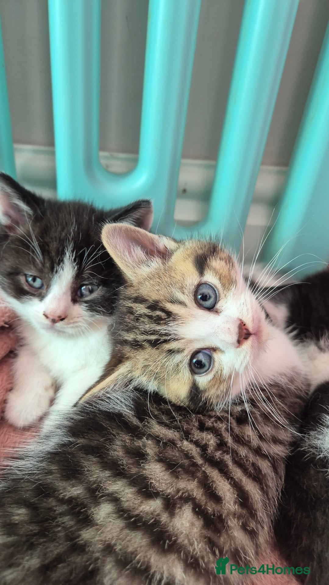 Mixed Breed cats for sale: British short hair cross  - Image 4