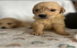 Golden Retriever dogs for sale: Beautiful golden retriever litter 🐶⭐️ - Image 27