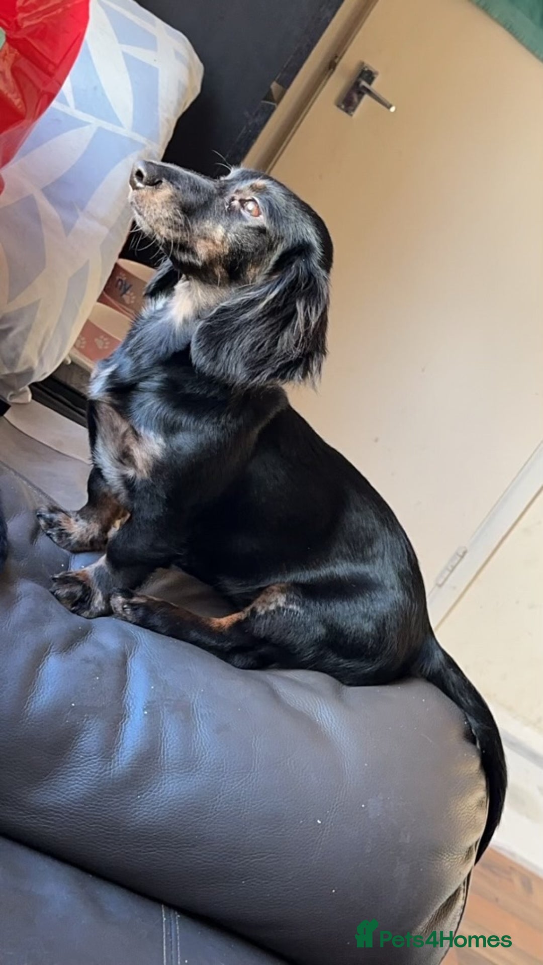 Mixed Breed dogs for sale: Lenny & Lulu - Image 10