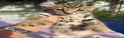 Keetso cats for sale: Stunning wild looking polydactyl curl ear keetsos  - Advert 32